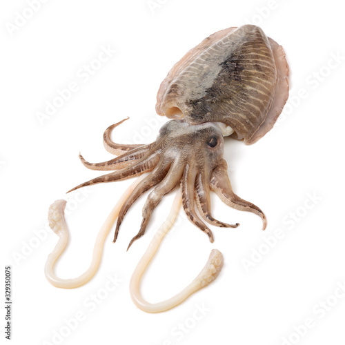 Raw cuttlefish on white background © zcy