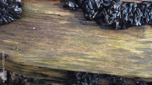 Forest mushrooms on a tree trunk. Exidia is a genus of fungi in the family Auriculariaceae. photo