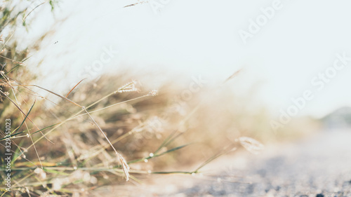 Abstract nature landscape with plant and grass outdoor under sunset. Natural green background with copy space.