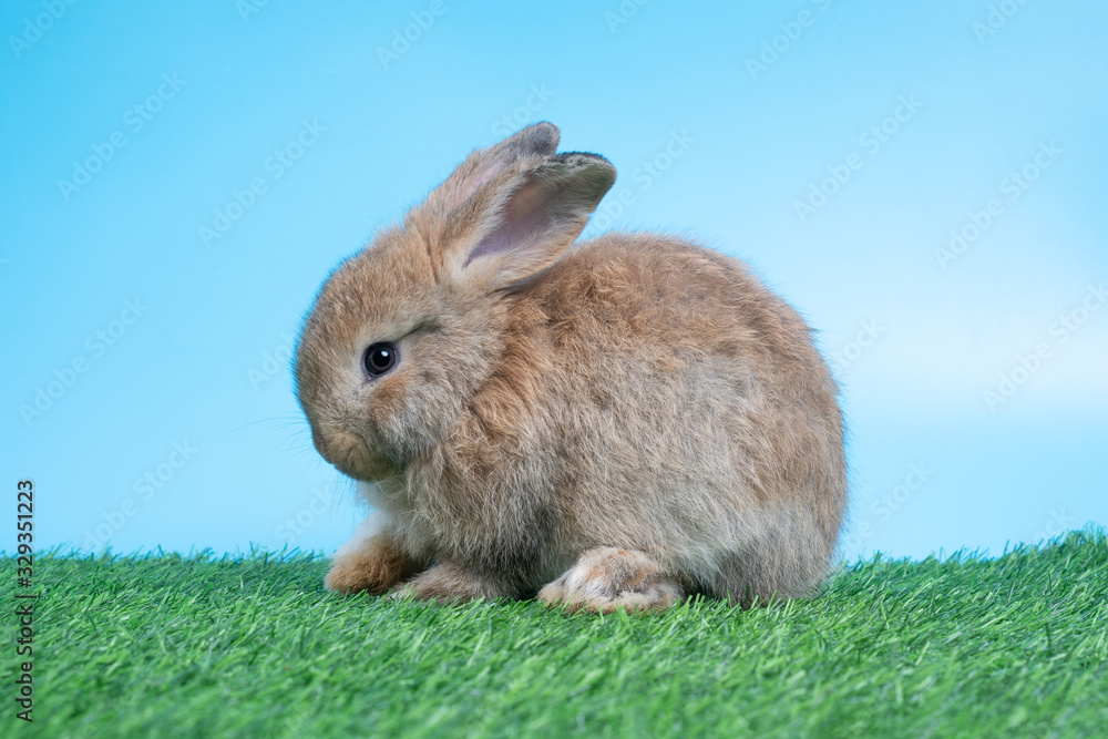 Furry and fluffy cute Black rabbit is sitting on green grass and blue background. Concept of rodent pet and easter. Furry and fluffy cute Black rabbit is sitting on green grass and blue background. Concept of rodent pet and easter.