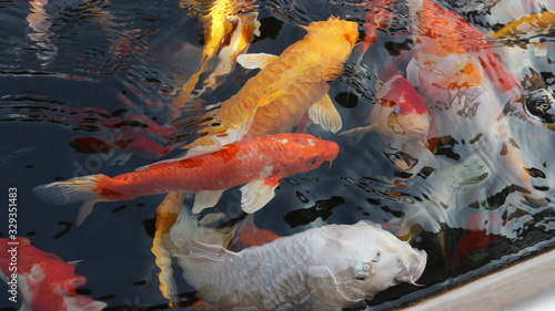 Many colorful koi fish play in the pool and wait for the party. The concept of fighting for food Decorative fish for the park area © sunet