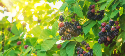Obraz na plátně Blackberry berries on the bushes in the garden. Selective focus.
