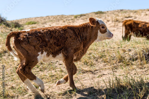 Domestic calf inner mongolia photo