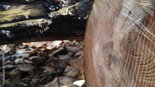 Wallpaper Mural Forest mushrooms on a tree trunk. Exidia is a genus of fungi in the family Auriculariaceae. Torontodigital.ca