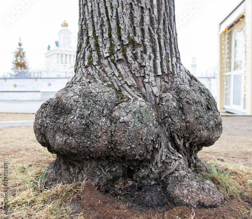 Tree trunk is located in front of a park alley. Strange excrescence (outgrowth) is on the trunk. Park is on the background.