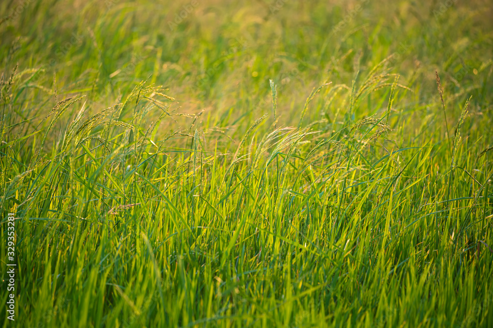 The asia ear of rice in the green field blur background with warm light
