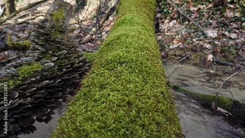 Tree trunk bark covered with moss. Forest mushrooms on a tree trunk. Cerrena unicolor, commonly known as the mossy maze polypore, grow on a fallen tree. photo