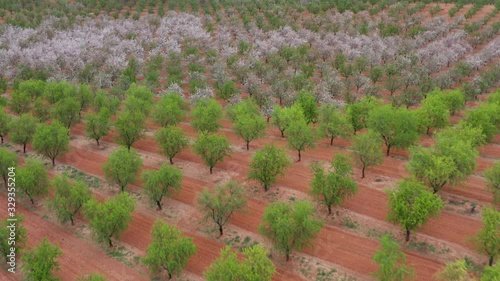 Wallpaper Mural Beautiful orchard blooming season spring Spain agricultural landscape red soil  Torontodigital.ca