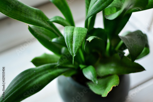 Plants background. Indoor plants close-up, beautiful natural green background. Green leaves. Houseplants
