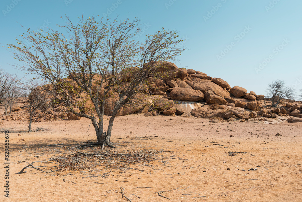 desert landscape with tree