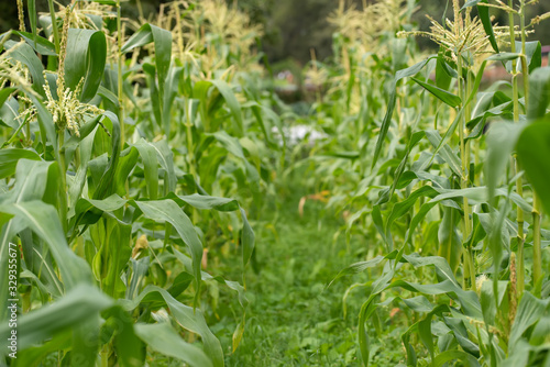 closeup of a green leaf from maize plan