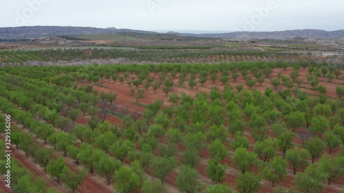 Wallpaper Mural Endless plantation orchard agriculture rows of trees Spain spring season  Torontodigital.ca