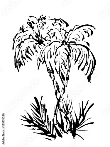 Two palm trees. Hand drawn. ink sketch. Black and white illustration