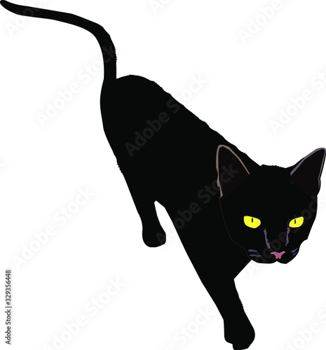 cat black isolated on white dackground photo