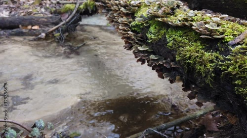 Forest mushrooms on a tree trunk. Cerrena unicolor, commonly known as the mossy maze polypore, grow on a fallen tree. photo