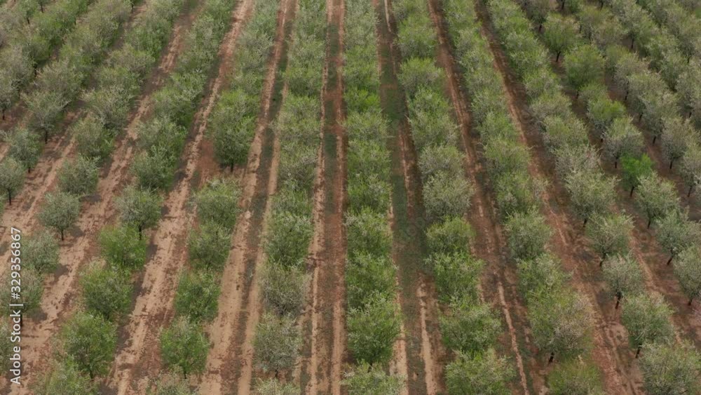 Perfect rows of trees Spain cultivation aerial shot spring season Europe Perfect rows of trees Spain cultivation aerial shot spring season Europe
