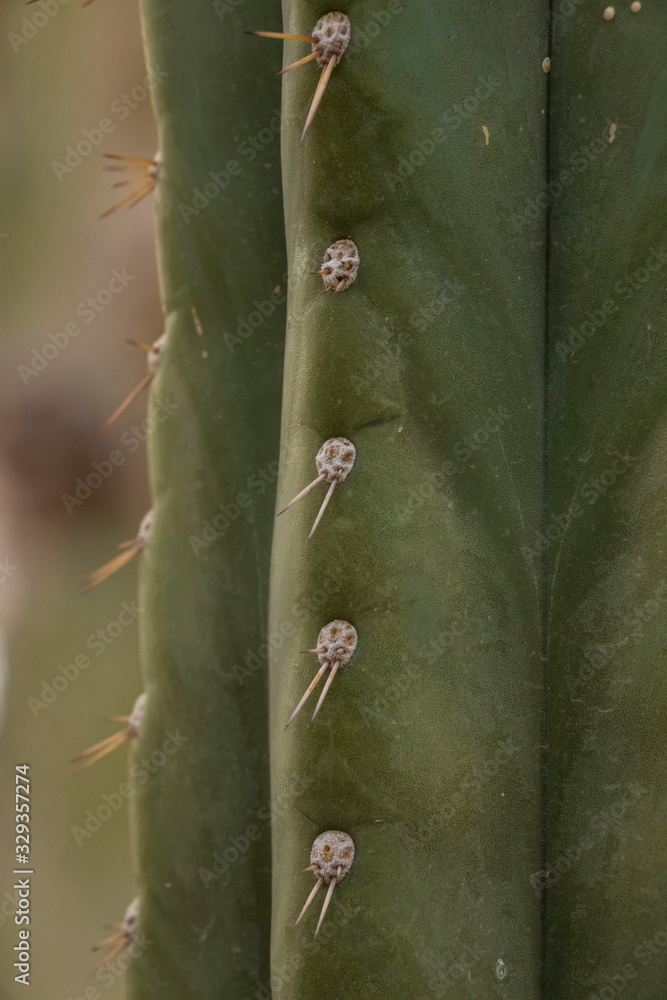 Detalle de cerca de las espinas de un cactus Detalle de cerca de las espinas de un cactus