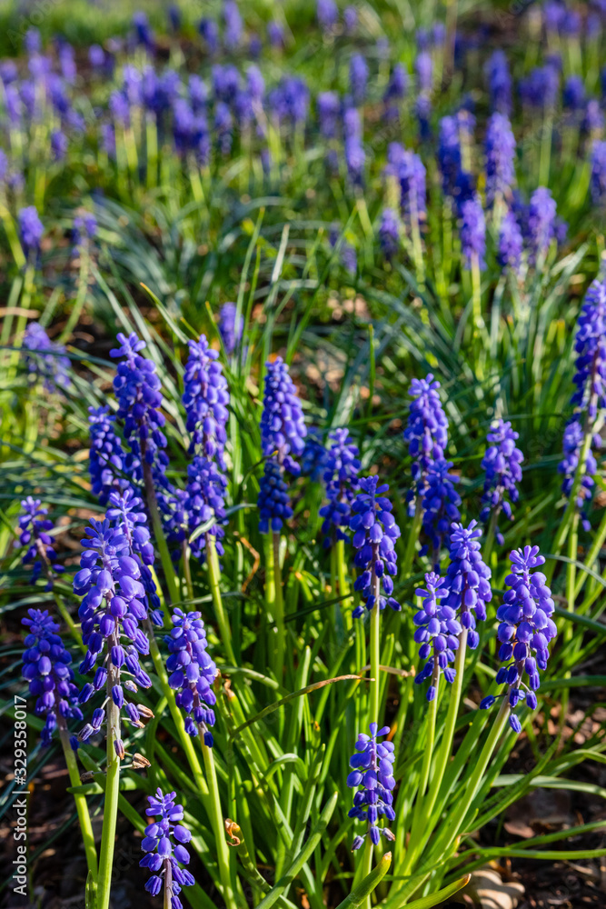 Naklejka premium Muscari flowers, Muscari armeniacum, grape hyacinth blue spring flowers in park greenery on natural background