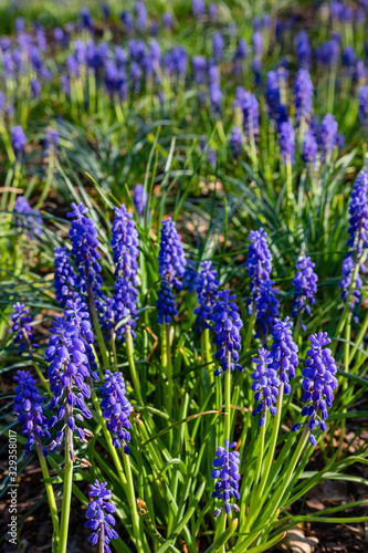 Muscari flowers, Muscari armeniacum, grape hyacinth blue spring flowers in park greenery on natural background