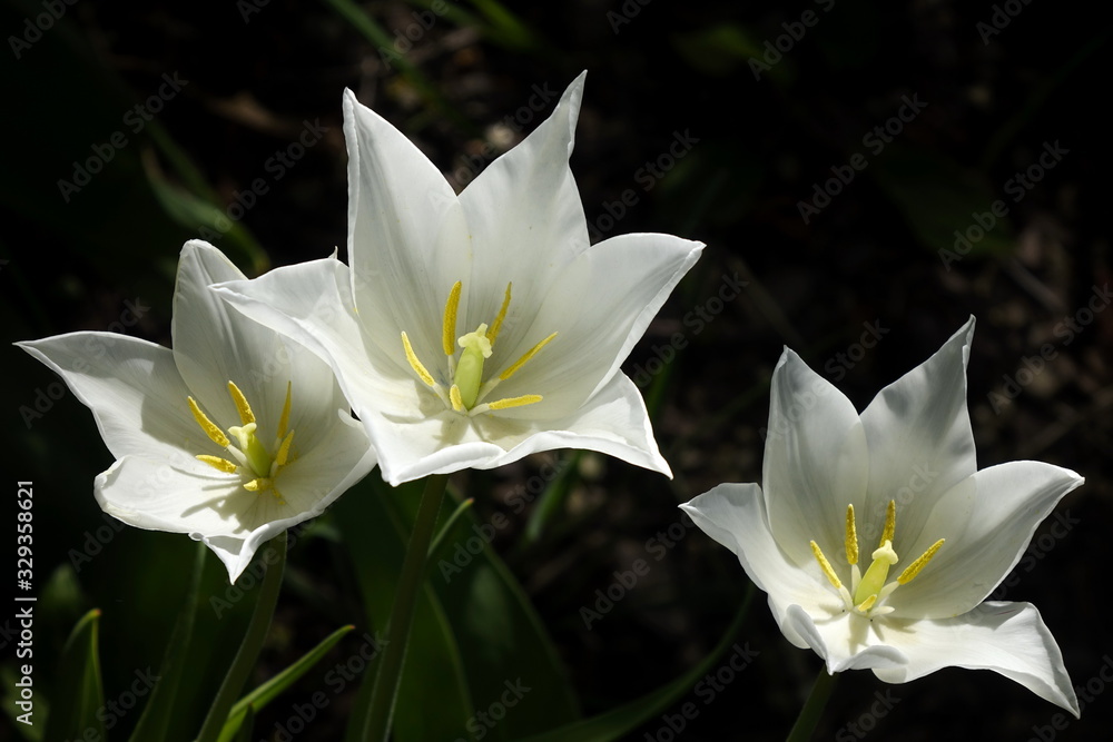 3 Weisse Blüten 3 Weisse Blüten