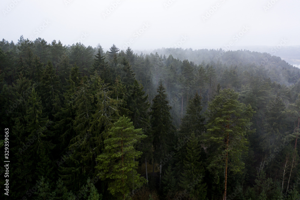 Aerial: Beautiful foggy morning above the forest