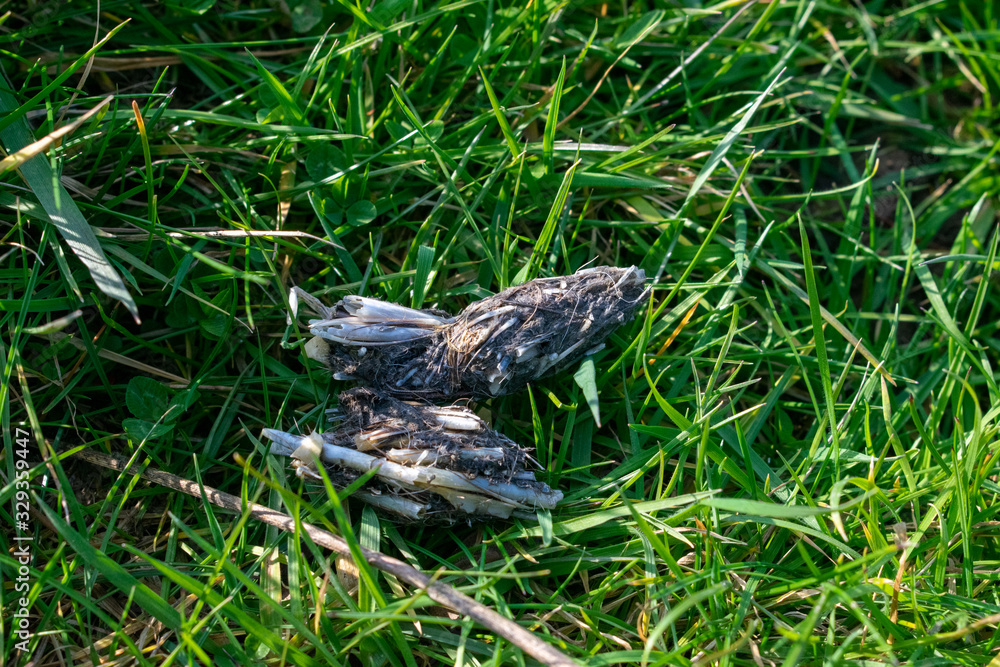 Owl pellets, indigested parts of animals eaten by olws, owl spit, vomit or regurgitation, are materials from the bird's prey. Fresh owl pellet. Bird of prey sign. Owl pellets, indigested parts of animals eaten by olws, owl spit, vomit or regurgitation, are materials from the bird's prey. Fresh owl pellet. Bird of prey sign.