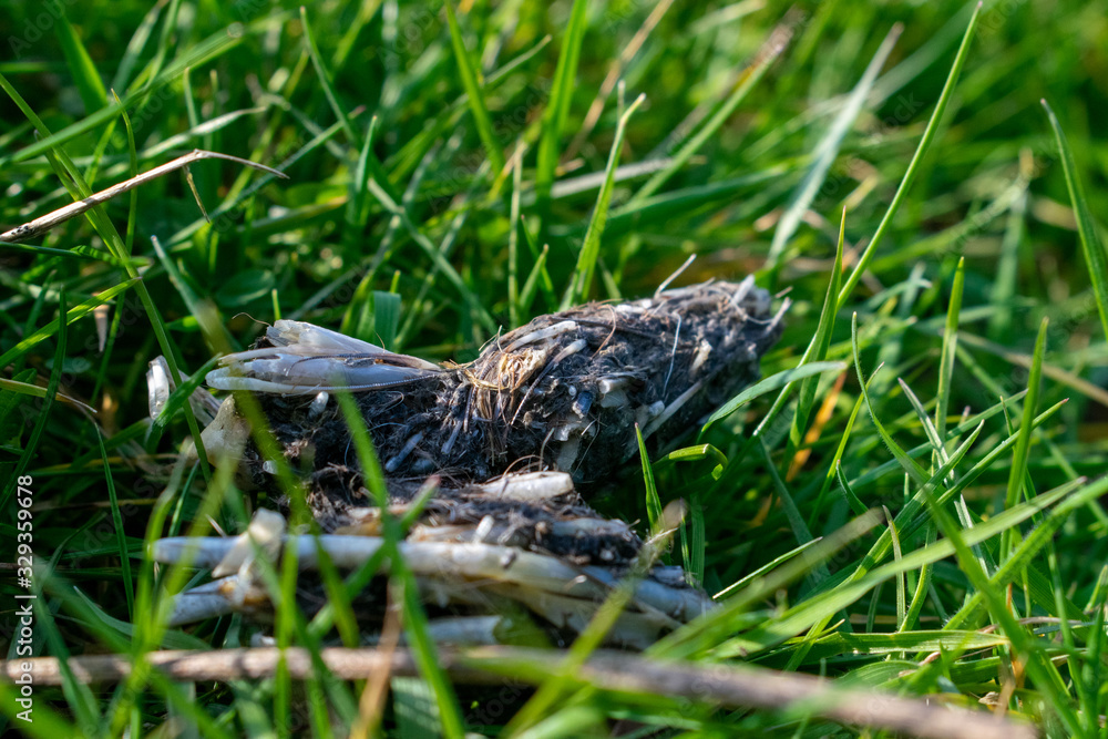 Owl pellets, indigested parts of animals eaten by olws, owl spit, vomit or regurgitation, are materials from the bird's prey. Fresh owl pellet. Bird of prey sign.