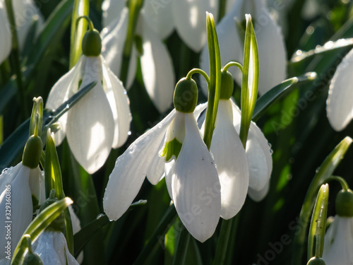 Macro shot of blooming white early spring Snowdrop photo