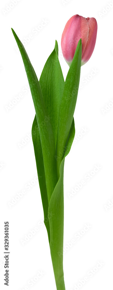 Fototapeta Spring flower tulip with a red bud isolated on white background