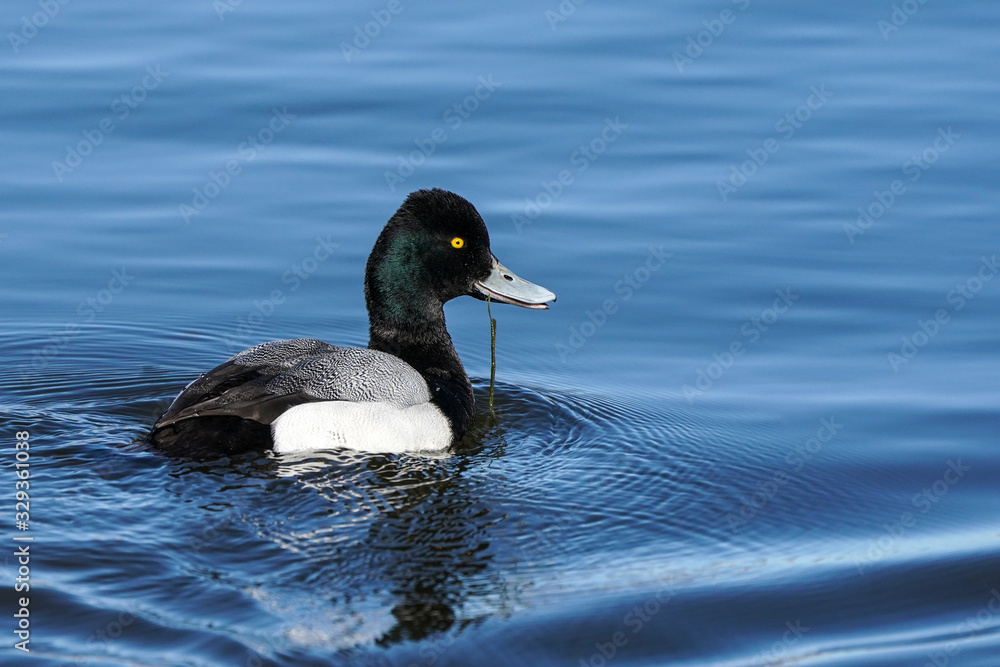 Lesser-Scaup Drake