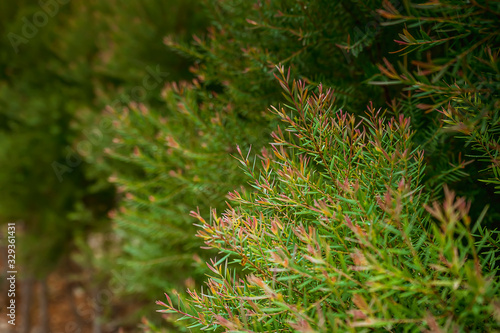 juniper tree growing with blur background in the park.