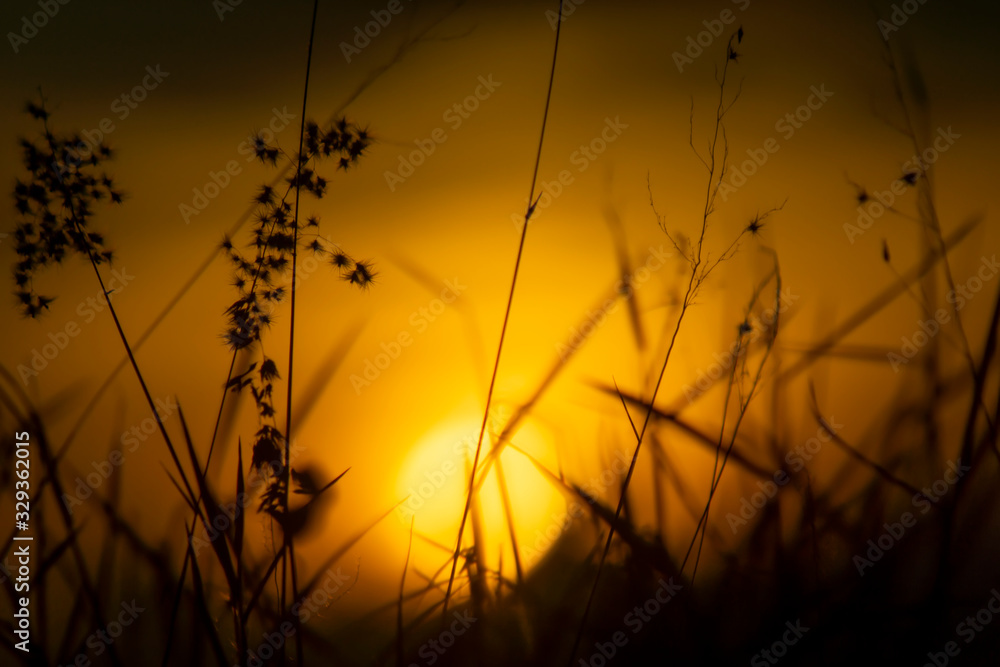 Fototapeta premium Silhouette of Flower grass in the summer with sunset background