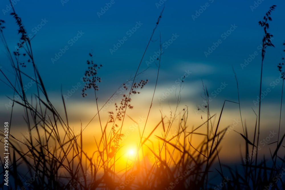 Fototapeta premium Silhouette of Flower grass in the summer with sunset background