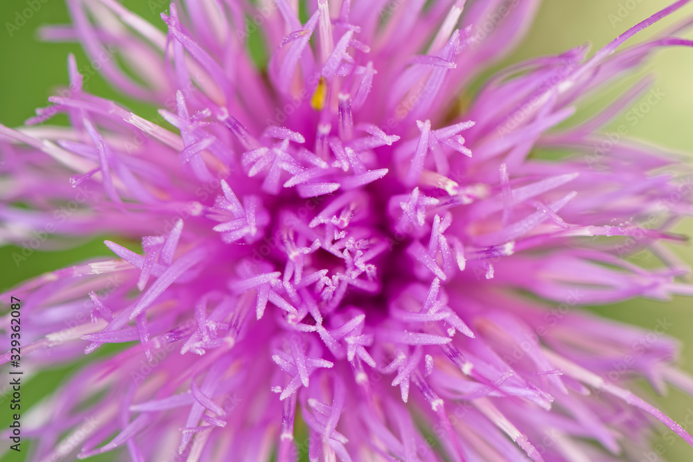 Cirsium flower china Cirsium flower china