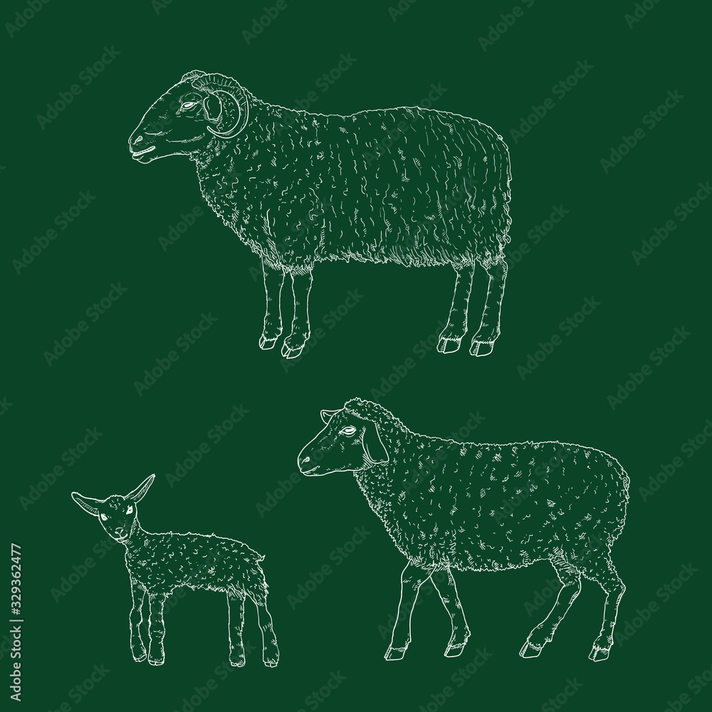 Fototapeta premium Vector Set of Chalk Sketch Ram, Sheep and Lamp