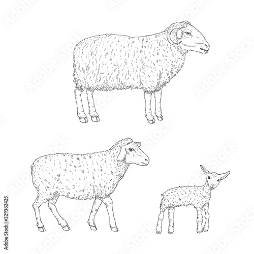Vector Set of Sketch Ram, Sheep and Lamp