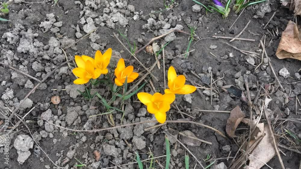 yellow beautiful crocus flower in the garden yellow beautiful crocus flower in the garden