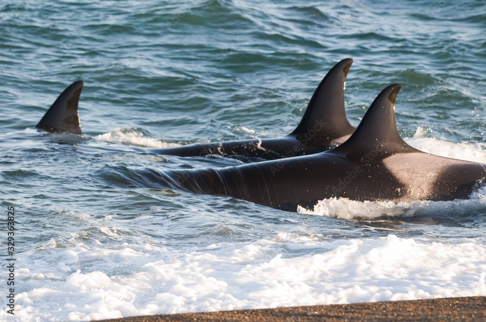 Fototapeta premium Killer whale hunting sea lions on the paragonian coast, Patagonia, Argentina