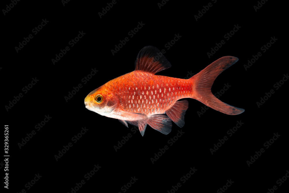 Naklejka premium Rosy Barb Pethia conchonius fish isolated on black background