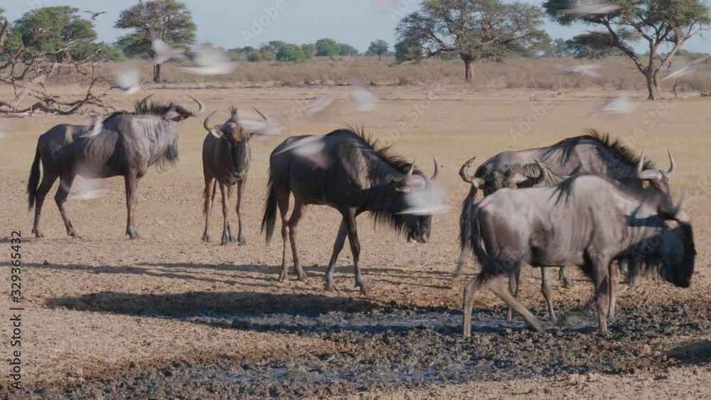 Herd Of Wildebeest Roaming At The Savannah In Botswana With Birds Flying - Medium Shot Herd Of Wildebeest Roaming At The Savannah In Botswana With Birds Flying - Medium Shot