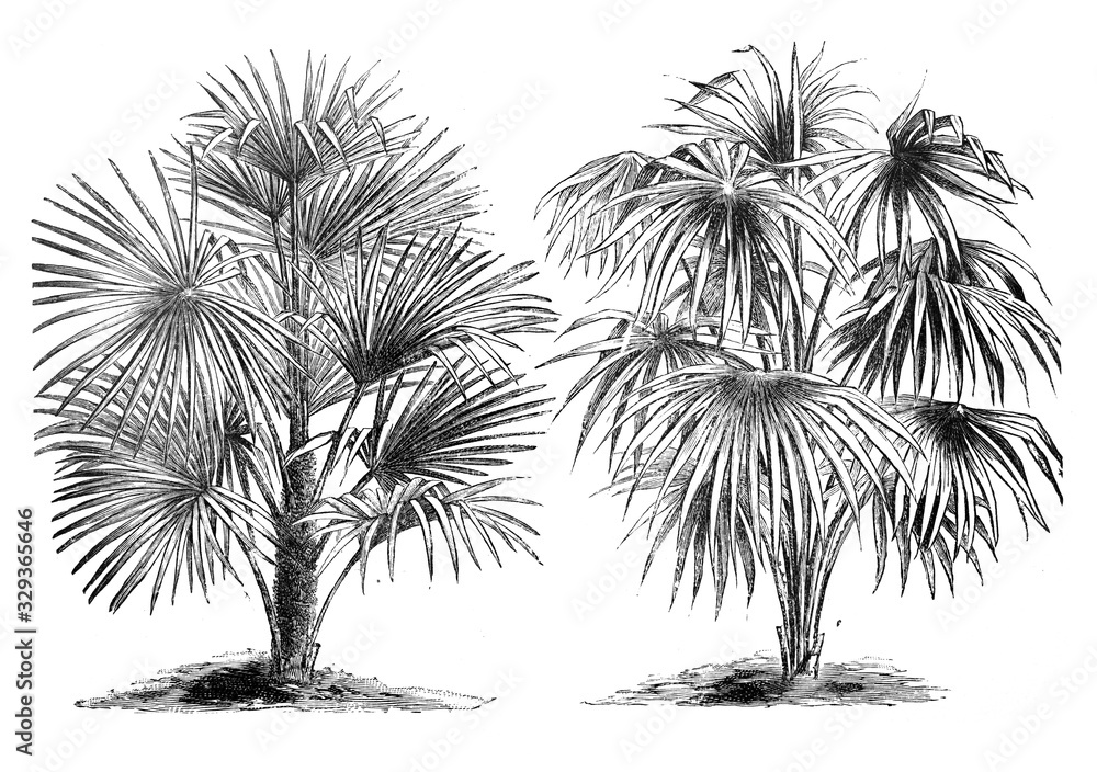 Rhapis excelsa and Corypha australis palm tree / Antique illustration from Brockhaus Konversations-Lexikon 1908