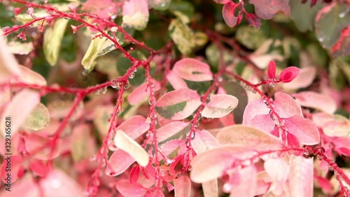 Droplets after rains hanging off pink coloured ice cream bush (Breynia disticha), tilt-up shot.mov photo