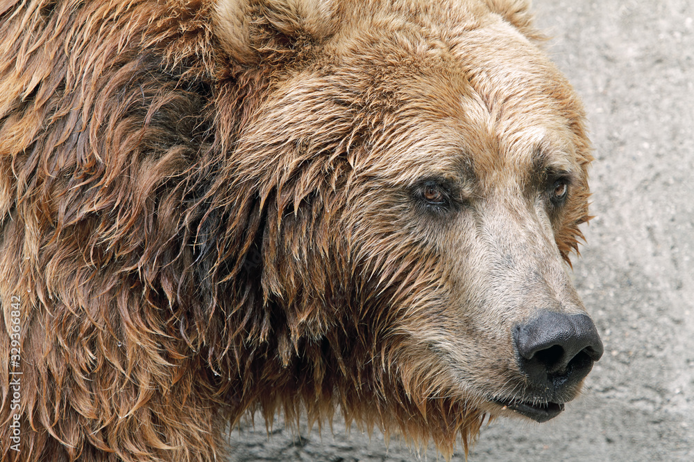 Captive, wet grizzly bear (Ursus arctos) portrait Captive, wet grizzly bear (Ursus arctos) portrait