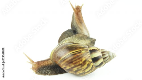 The snail on white background.