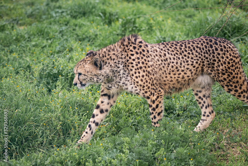 A Strong Cheetah Stalks Through the Low Green Grass