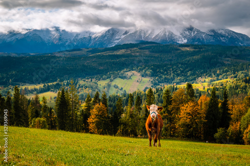 Krowa na Łapszance © Tomasz