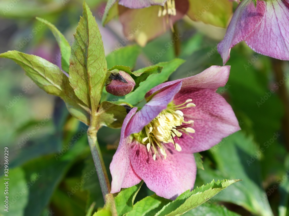 Helleborus orientalis also known as Lenten rose Helleborus orientalis also known as Lenten rose