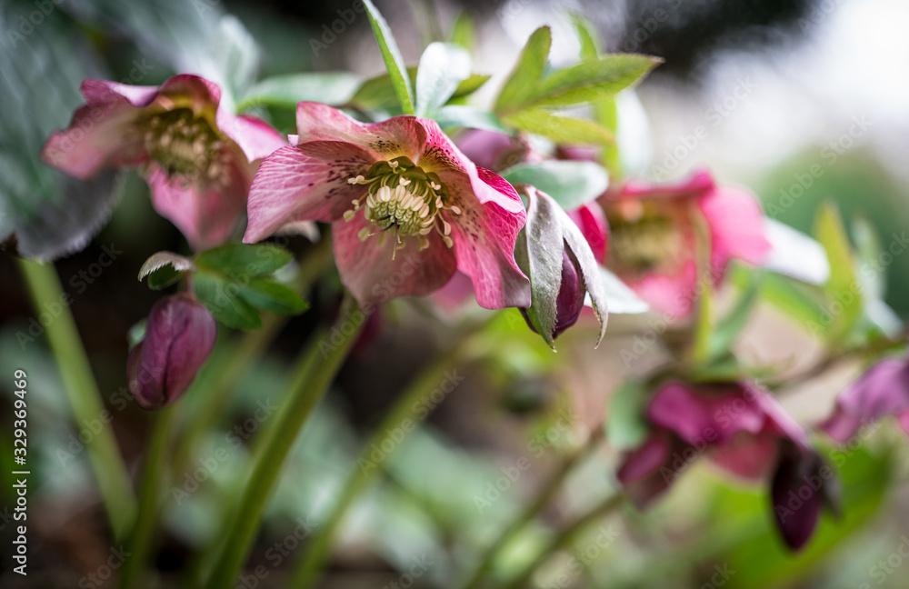 Hellebore, Helleborus spring flora in the garden Hellebore, Helleborus spring flora in the garden