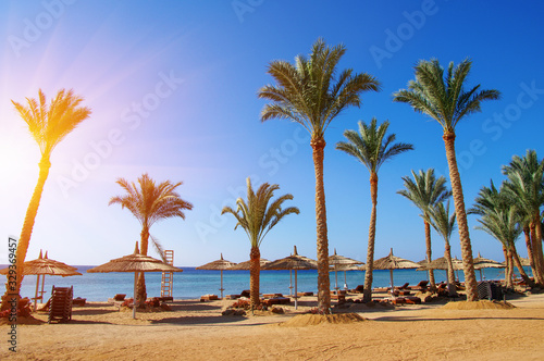 Tropical beach with deckchairs  umbrellas