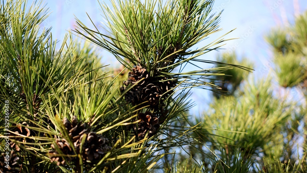 Naklejka premium Little pine cone on a tree. Mountain pine